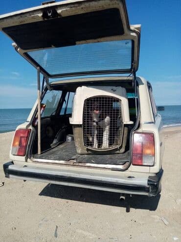 вызов ветеринара на дом: İtlərə və pişiklərə qulluq.daşınması və gəzdirilməsi. (çimizdirilməsi — 5