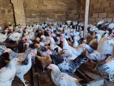 yumurtayan toyuq: Toyuq, Ətlik — 1