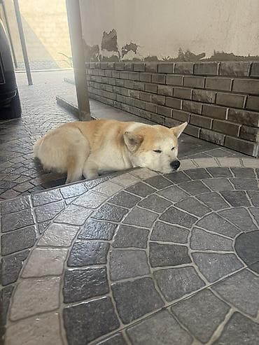 erkek: Akita-inu, 2 ay, Erkek — 4