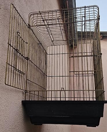 satılan itler: Ağ rengde bül bül satılır qəfəslə bir yerde 70 m endirim olunacağ — 5