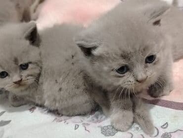 pişik cutləşdirmə: Şotland, Erkək, Dişi, Yaxşı əllərə, Ünvandan götürmə — 4