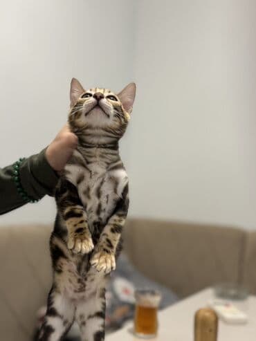 usaq ucun at: Benqal — 7