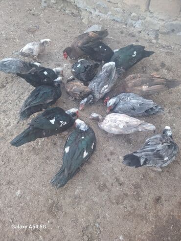 Changan: Məhsul: Musk (barbar) ördəkləri – müxtəlif rənglərdə sürü Təsvir: - — 1