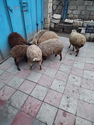 Dovşanlar: Quzu 8 quzudu 2 erkek 6 dişi sağlam saxlamalı quzulardi bir xirdasi — 4