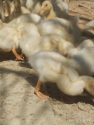 simmental cinsi: Ağ rəngli ördək balaları - Növ: yerli ağ ördək balaları (pekin tipinə — 5