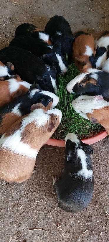 Atlar: Wekilde gorduyunuz Sivinkalar satilir xeyvanlarin saglamliqina — 5