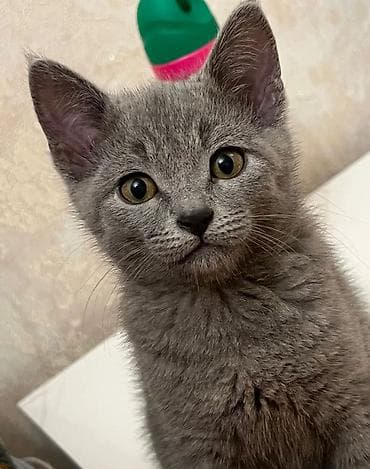 gence pisik: Britan — 6