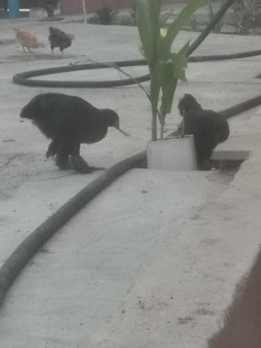 brama cücə: Toyuq, Brama, Damazlıq — 1