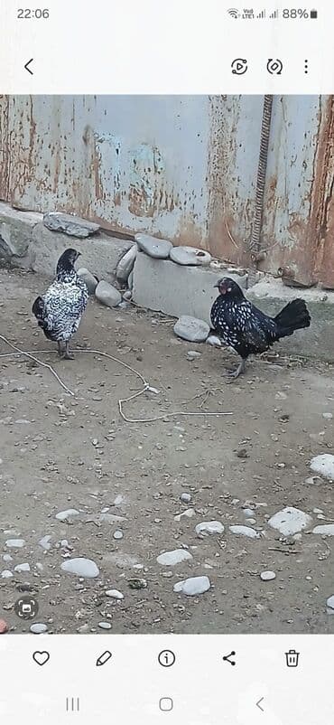 toyuga verilen adlar: Toyuq, Damazlıq — 3