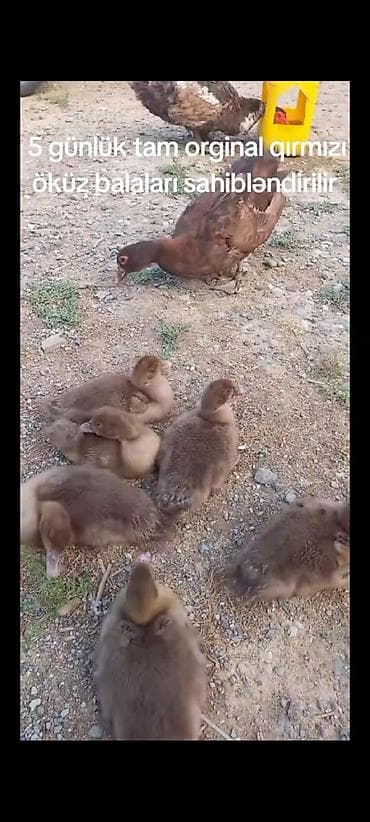 Məhsul: 5 günlük “qırmızı öküz” cinsi ördək balaları Təsvir: - Tam