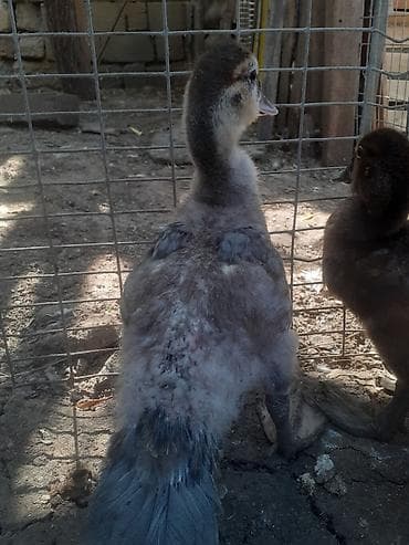 qu quşu satışı: 8 dene ordek bir aylig 7manat. 055 880 85 29. barter yoxdur — 10
