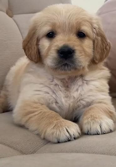 Akvariumlar: Retriever, Erkek — 3