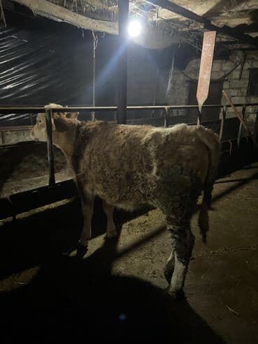 südlü inekler: Damazlıq duye Simental sortu anası 25-30 litr sud verir — 3