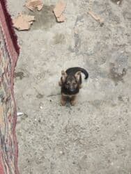 Alman çoban iti, 3 ay, Dişi, Ünvandan götürmə lalafo.az -da Alman çoban iti, 3 ay, Dişi, Ünvandan götürmə