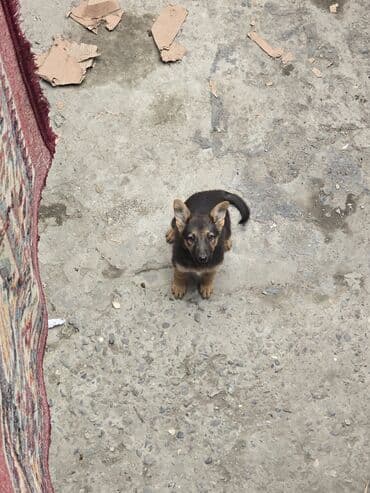balaca itder: Alman çoban iti, 3 ay, Dişi, Ünvandan götürmə — 2