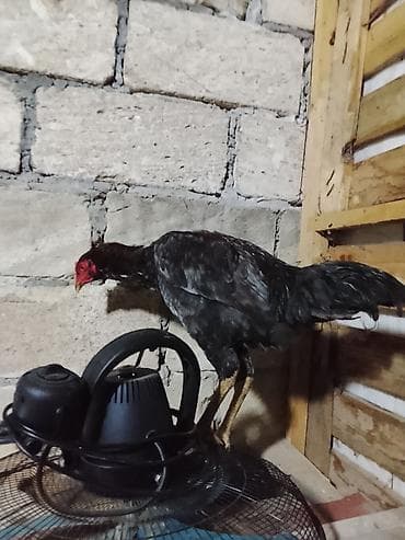 it qiz sekilleri: Toyuq, Pavlov, Damazlıq, Ünvandan götürmə — 1