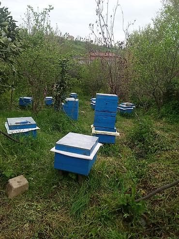 Arı ailələri satılır ana ilə anasız yeşik ilə yeşiksiz ramka hesabı lalafo.az -da Arı ailələri satılır ana ilə anasız yeşik ilə yeşiksiz ramka hesabı