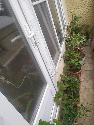 feyxoa ciceyi: Müxtəlif saksı bitkiləri və sukkulent kolleksiyası Təsvir: - — 4