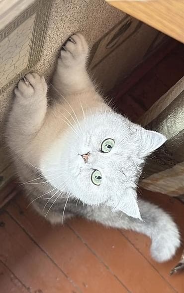 anqora pişik: Şinşilla — 1