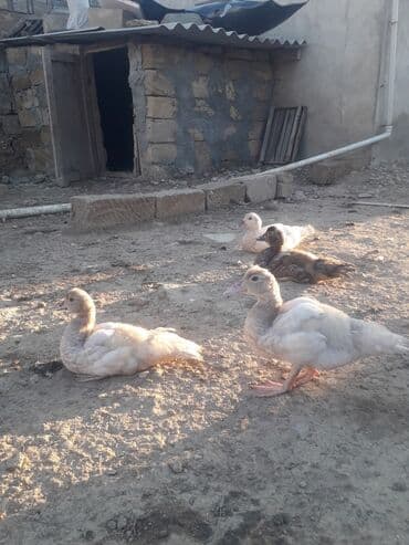 Lavanda ve Macar balalari satilir.10 manata böyukler. Balacalar 5 lalafo.az -da Lavanda ve Macar balalari satilir.10 manata böyukler. Balacalar 5