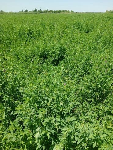 zeferan toxumu: Yerli yonca toxumu Təmizlənmiş toxumdu,uzun ömürlü,enli yarpaqboyu — 4