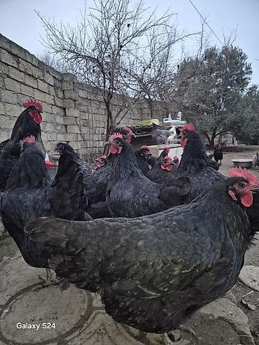 mal bazari 2020: Toyuq, Damazlıq — 10