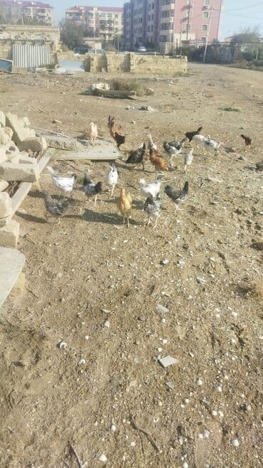 çüçələr: Toyuq, Damazlıq — 1