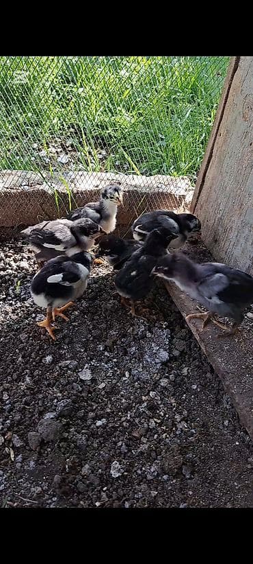 cucə yemləri: Şəkildə gördiyiniz heyratıların 10-günülük 7-ədəd cücələri satılır — 2