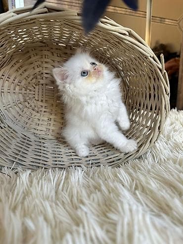 Gəmiricilər: Fars — 5