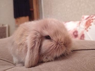 mini spic: Mini lop dovsan 1 ayliq peyvend olunub 20 Azn elave Ustunde orqanik — 4