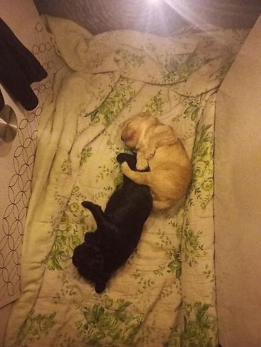 balaca tuklu itler: Pudel, Peyvəndli — 5