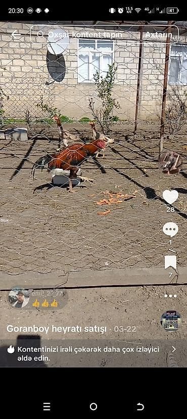 cücə yem qabı: Toyuq, Damazlıq, Rayonlara çatdırılma — 1