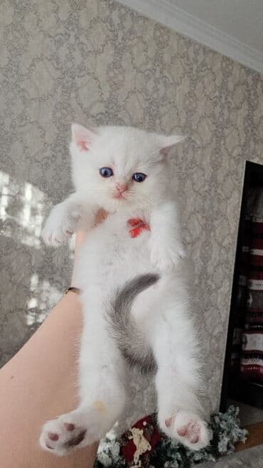 pişik cütləşmə: Ağ balaca pişik balası – mavi gözlü, tükləri yumşaq və sıx. Üzündə və — 3