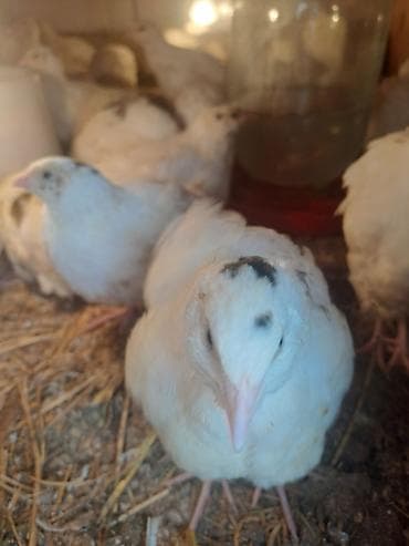 Məhsul: bildirçinlər (ağ rəngdə, ləkəli)Teksas Təsvir: - Şəkillərdə