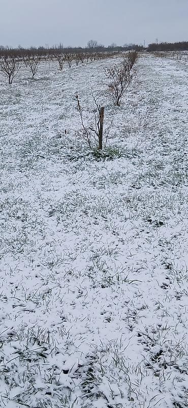 80 sot, Kənd təsərrüfatı, Mülkiyyətçi, Kupça (Çıxarış)