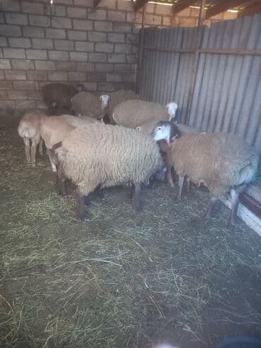 cins inekler: Satılır: qoyun sürüsü - Təsvir: Təsərrüfat daxmasında saxlanılan bir — 1