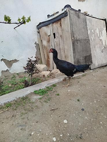 1yaş yarım iri heyvandı