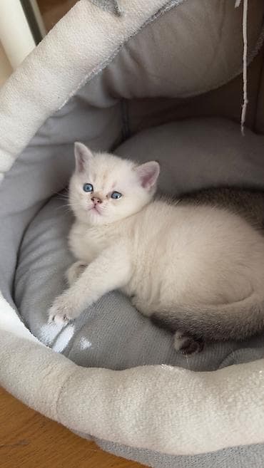 pisik şotlant: Şotland, Erkək — 5