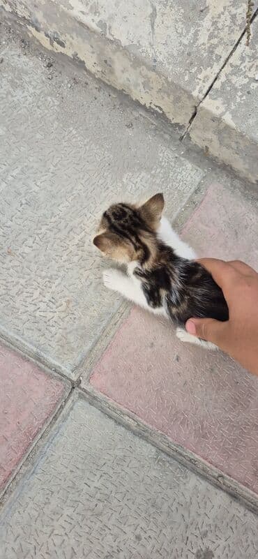 cins pişik: Erkək, Yaxşı əllərə, Ünvandan götürmə — 6