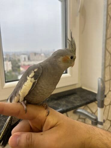 hazır hicablar: Erkək Korella papuqayı satılır Dekabrın 1-i doğulub Boz rəngi və — 4