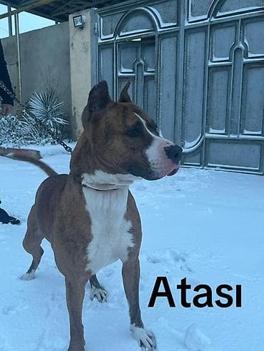 tap az xaski: Pitbul, 3 ay, Dişi, Peyvəndli — 5