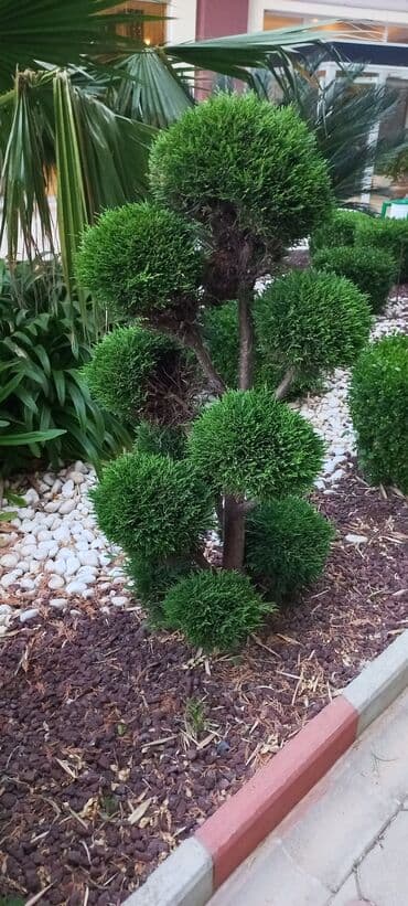 настольный теннис: Теннисные столы — 9