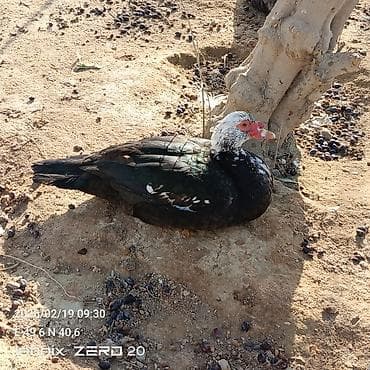 Keçilər, çəpişlər: Erkəyli dişili amma hamısı bir yerdə satılır 18 manatdan — 2