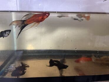 QAZ: Sülhsevər — 1