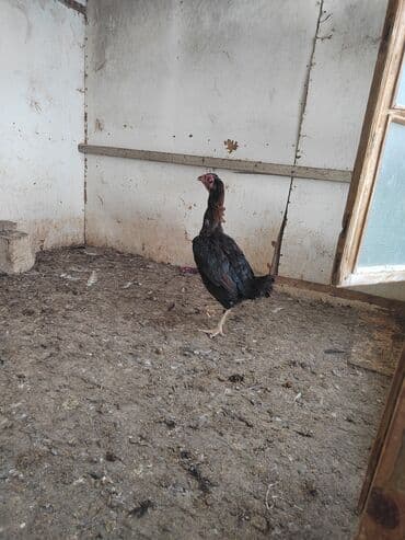 enzo шампунь отзывы: Toyuq, Damazlıq — 3