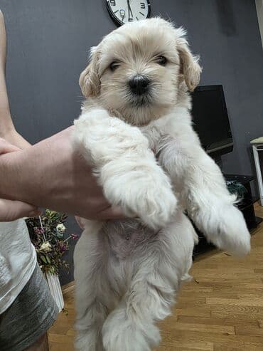 afçarka satılır: Pudel, 1 ay, Erkek, Pulsuz çatdırılma — 3