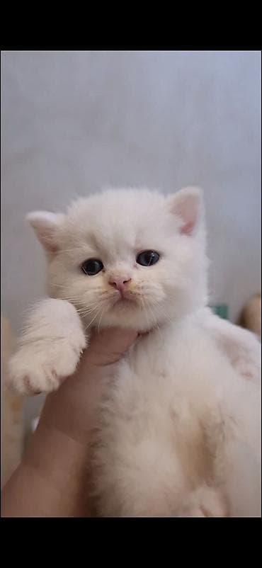 ev iti cinsleri: Erkək, Dişi — 3