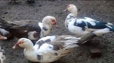 Inəklər, öküzlər: 30 ədəd 2 aylıq Lal ördək balaları. 9 ədəd böyük Lal ördək. 2 ədəd — 2