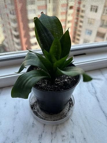 Sanseveria (qilinc gulu)