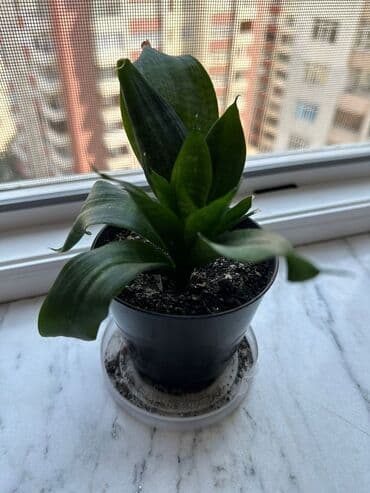 gülle: Sanseveria (qilinc gulu) — 1